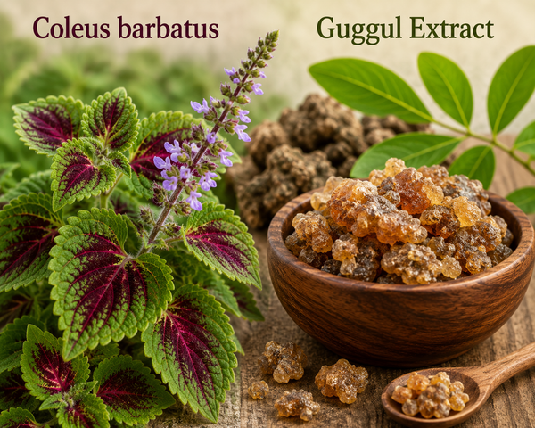 thyroblizz - ingredient_coleus