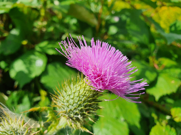 liverdetox - ingredient_milkthistle