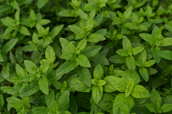 stevia - ingredient_stevialeaf